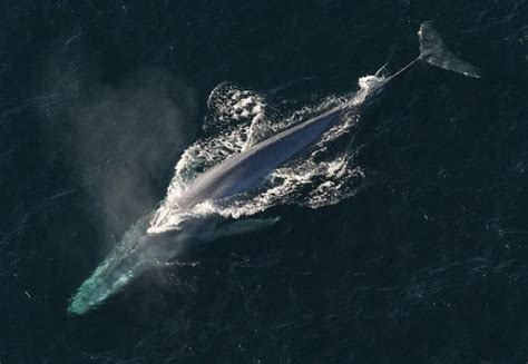 Los 5 animales marinos más grandes del mundo