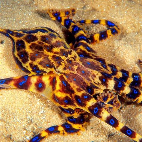 Los 5 animales marinos más peligrosos del mundo
