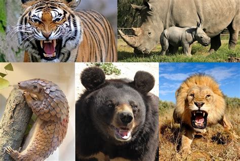 Los 5 animales más amenazados por la medicina tradicional ...