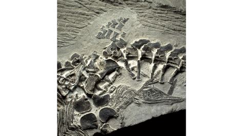 Los 5 fósiles de dinosaurio más impresionantes que se han encontrado ...