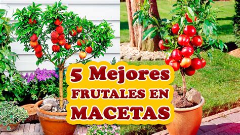 Los 5 Mejores Árboles Frutales para Cultivar en Macetas ...