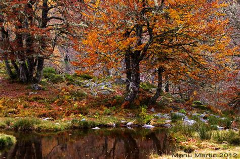 Los 5 mejores bosques de España | Paisajes
