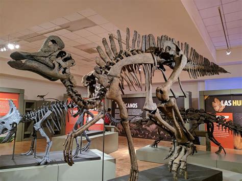 Los 5 mejores museos para ver dinosaurios en Mexico