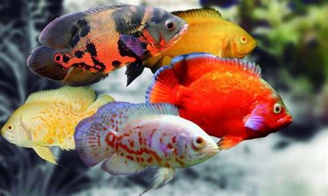 Los 5 peces más agresivos de agua caliente que puedes ...
