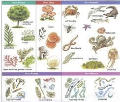 Los 5 reinos de la naturaleza   Biología