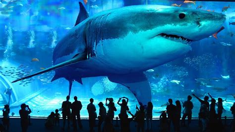 Los 5 Tiburones Más Grandes y Asombrosos del Mundo | X ...