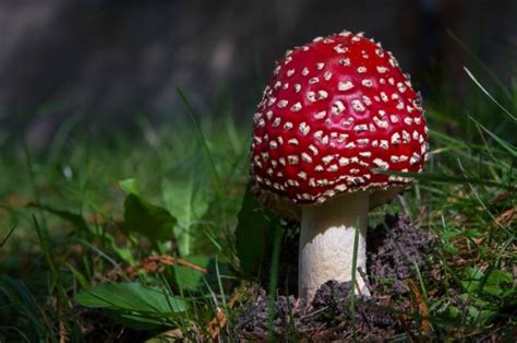 Los 50 hongos más buscados por la ciencia   BBC News Mundo
