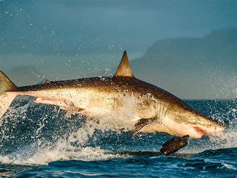 Los 6 animales marinos más peligrosos del mundo