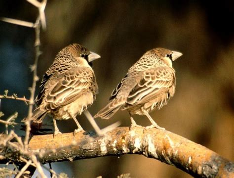 Los 6 nidos más asombrosos del mundo animal | Animals, Bird, Beautiful ...