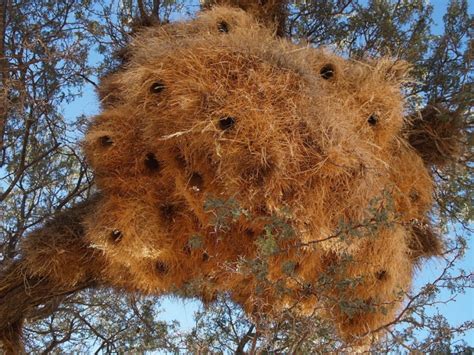 Los 6 nidos más asombrosos del mundo animal | Bioguia