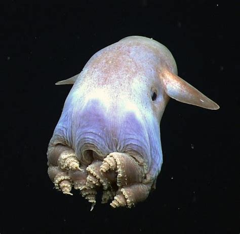 Los 7 animales marinos más raros del mundo