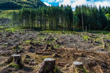 Los 7 problemas del medio ambiente más graves ...