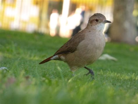 Los 8 pájaros más comunes de Buenos Aires – Mate & Colibri