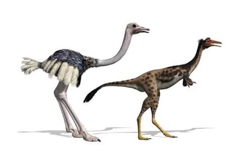 Los 9 seres vivos más cercanos a los dinosaurios  no sólo las aves ...