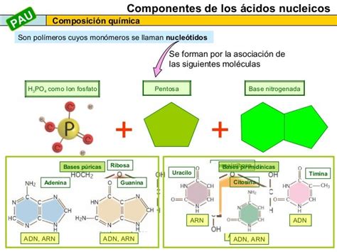 Los ácidos nucleicos 2013