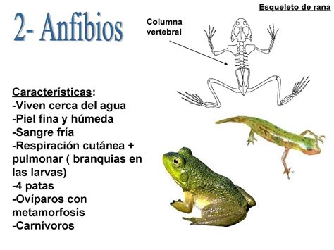 Los anfibios   CALAMEO Downloader