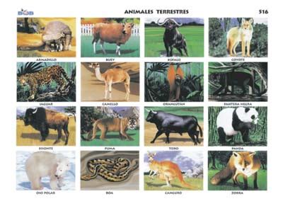 LOS ANIMALES: Animales Terrestres