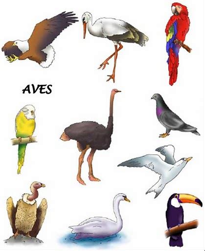 LOS ANIMALES : AVES