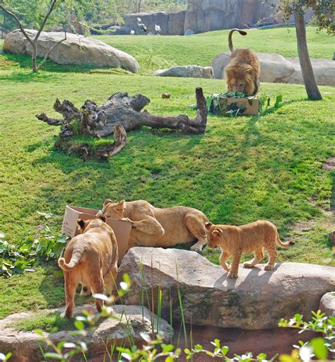 Los animales de Bioparc Valencia celebran el Día Mundial ...