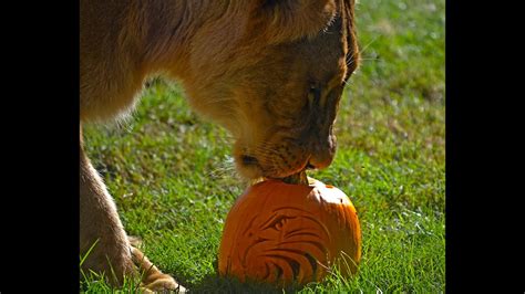 Los animales de Bioparc Valencia celebran Halloween ...