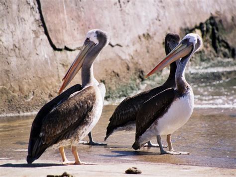 Los animales de la costa del peru   Imagui