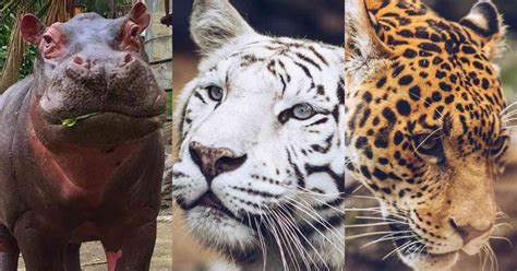 Los animales de zoológicos en cuarentena por pandemia | elPeriódico de ...