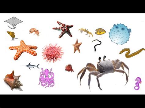 Los animales del fondo del mar .Para niños   YouTube