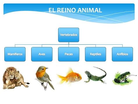 LOS ANIMALES INVERTEBRADOS: Los vertebrados no tienen un ...