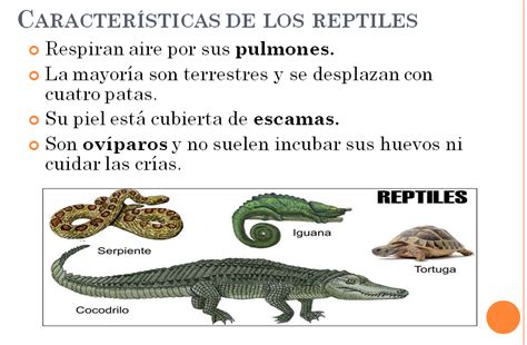 LOS ANIMALES: Los animales vertebrados.