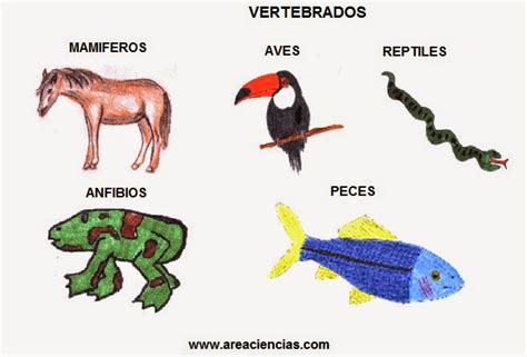LOS ANIMALES: LOS ANIMALES VERTEBRADOS