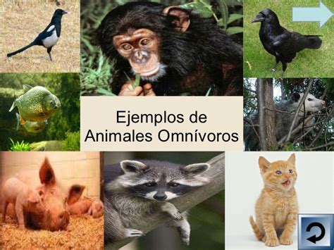 los animales : los carnívoros,herbívoros y omnivoros