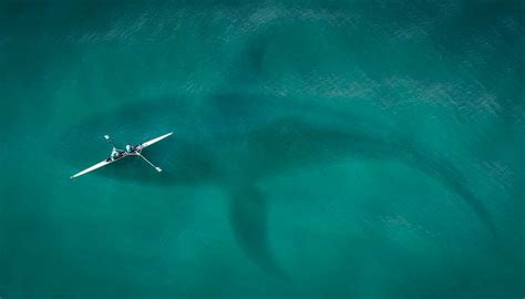 Los animales marinos más grandes del mundo | Palmitos Park