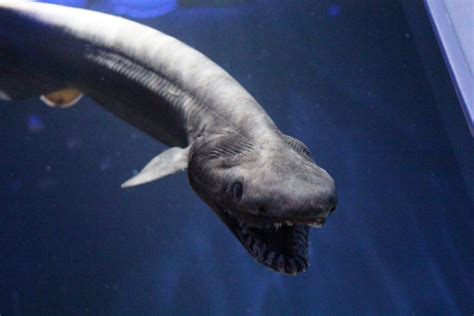 Los animales marinos más raros | webanimales.com