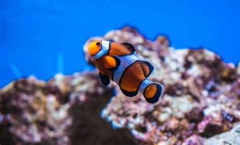 Los Animales más bonitos del Mar【iMÁGENES】⋆ AnimalesExóticos