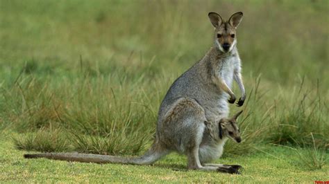 Los animales más peligrosos de Australia   El Blog de WildOu