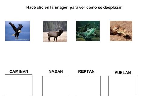 Los animales se desplazan