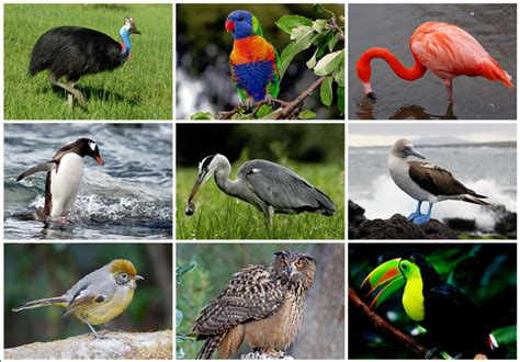 Los animales según sus nombres científicos y sus hábitats.   Principia