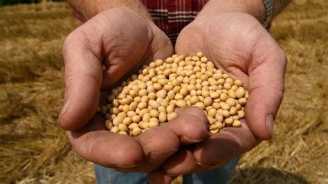 Los beneficios de conocer la calidad de la semilla de soja   Agritotal