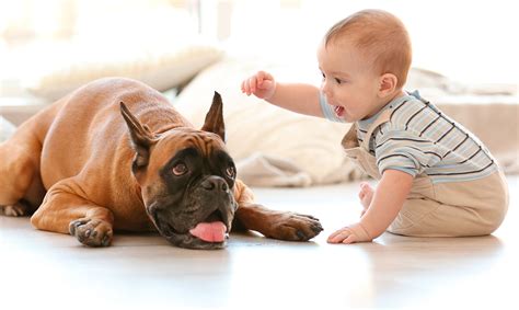 Los beneficios de tener mascotas para los bebés