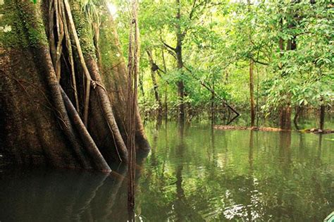 Los bosques inundados del Yasuní | Biodiversidad en ...