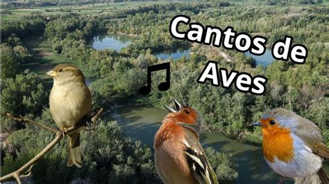 Los cantos de aves más hermosos   YouTube | Aves, Canto, Aves de corral