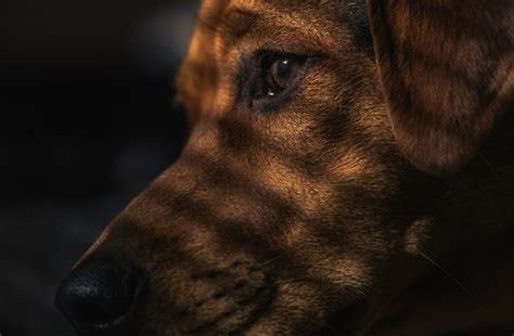 Los celos y los perros: cómo identificarlos y qué hacer