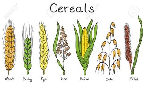 Los cereales: ¿cómo diferenciar el trigo de centeno y cebada? | Cebada ...