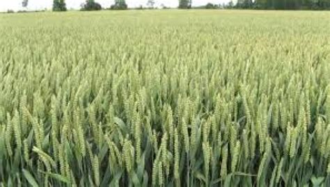 Los cereales mantienen sus cotizaciones mayoristas en la ...