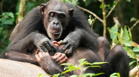 Los chimpancés también pueden sufrir de por vida si quedan ...