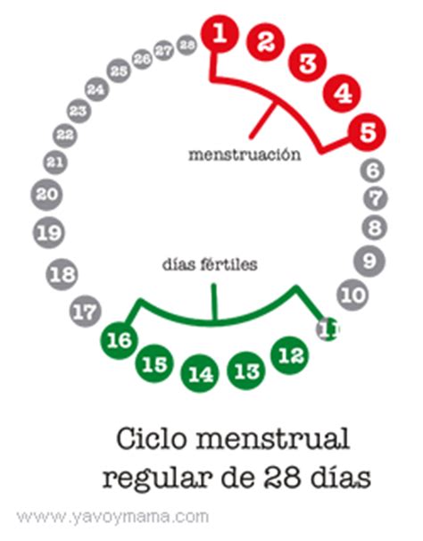 Los Ciclos Menstruales Irregulares   Inser