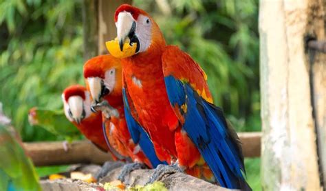 Los cinco mejores lugares para avistar aves en Colombia