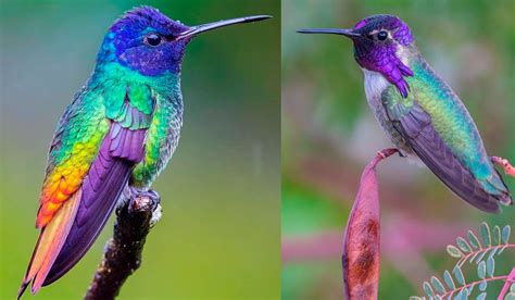 ¡Los colibríes están en peligro de extinción por el  amor !   EstiloDF