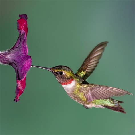 Los colibríes se guían siguiendo la luz ultravioleta | El Sol Revista