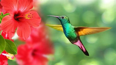 Los colibríes ven colores que los humanos no pueden distinguir